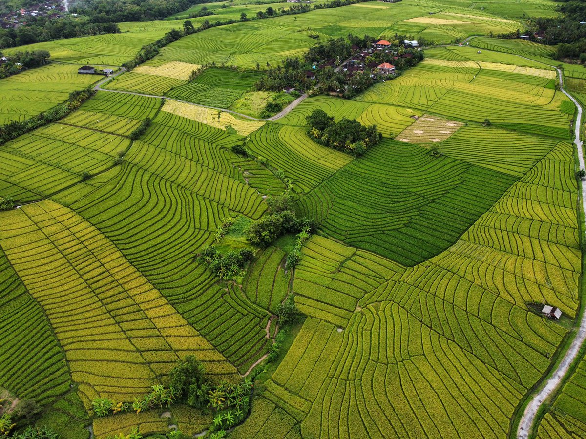 Malv_in_a's tweet photo. Balinese landscape by me https://t.co/xVH9m5fSHX