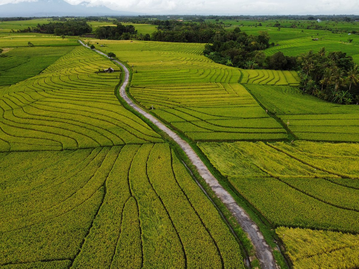 Malv_in_a's tweet photo. Balinese landscape by me https://t.co/xVH9m5fSHX