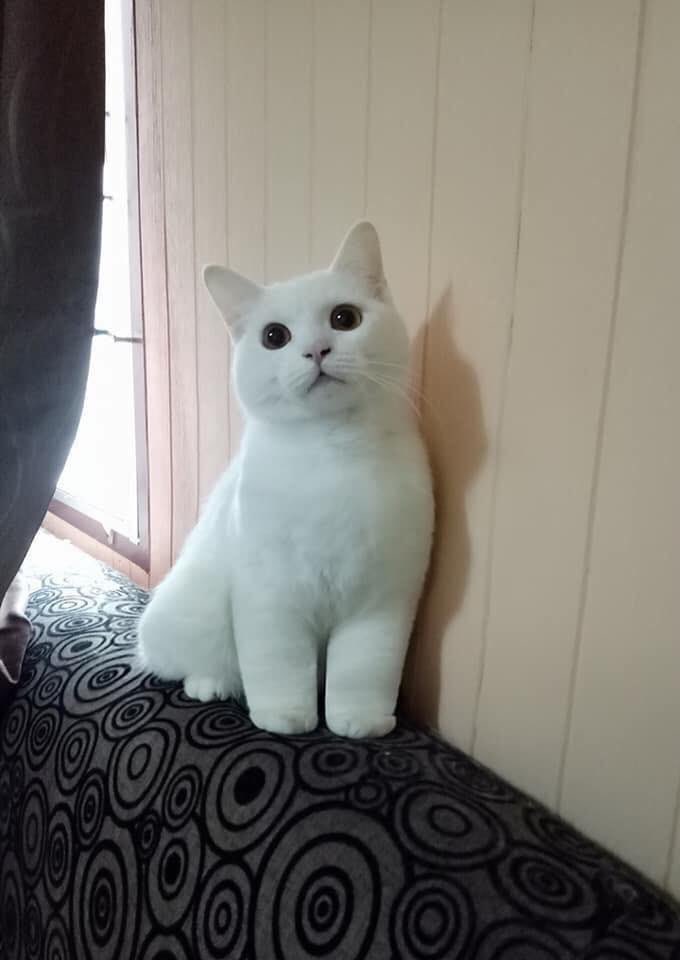 LlXLOVER's tweet photo. #StrayKidsComeback 고양이 사진을 올리면 리노가 답장을 주나요? https://t.co/MnERD1xsHZ
