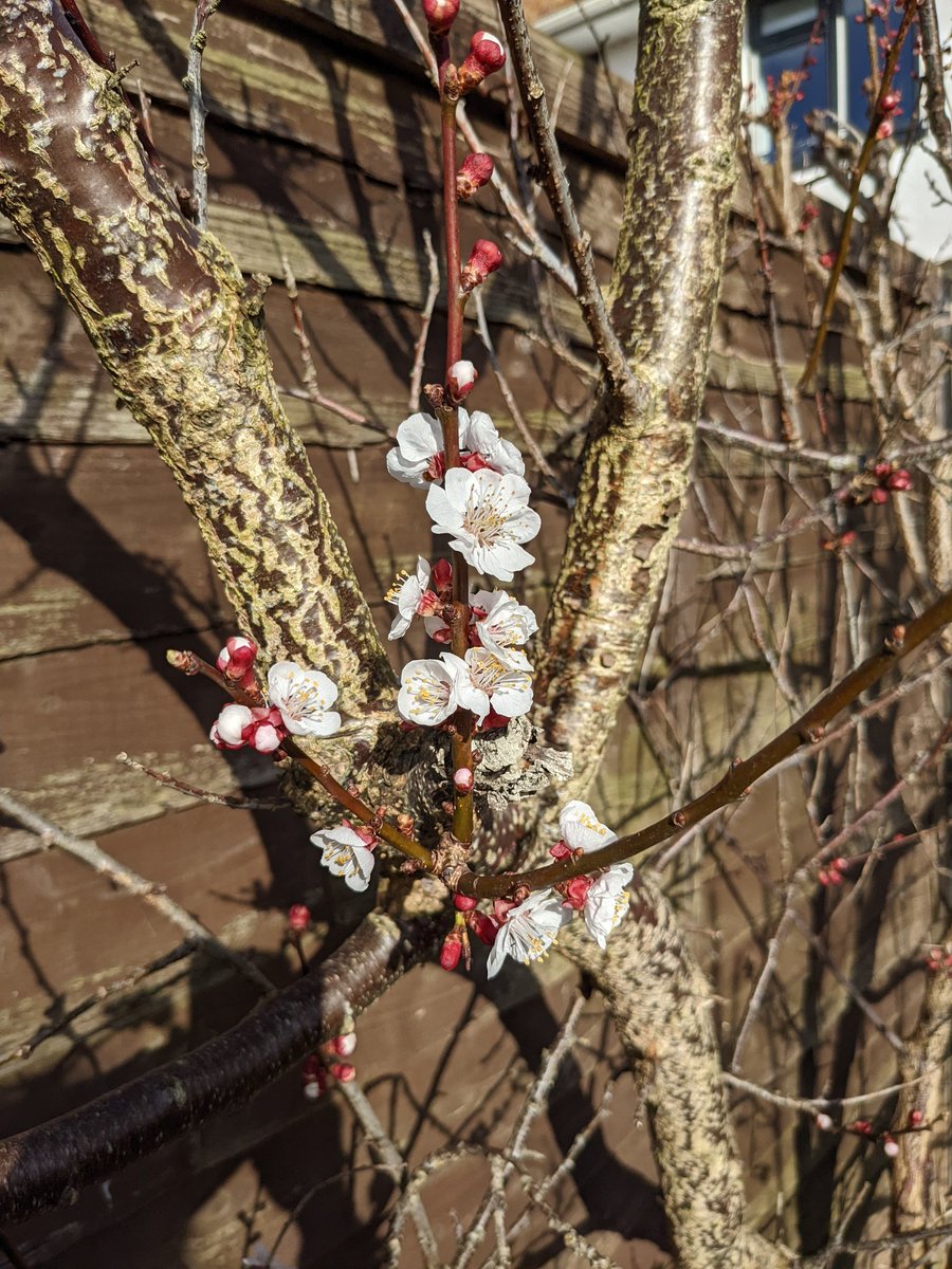 AnneKearsley53's tweet photo. @EAnionwu Apricot blossom 🤗 https://t.co/n9w1x5ngtQ