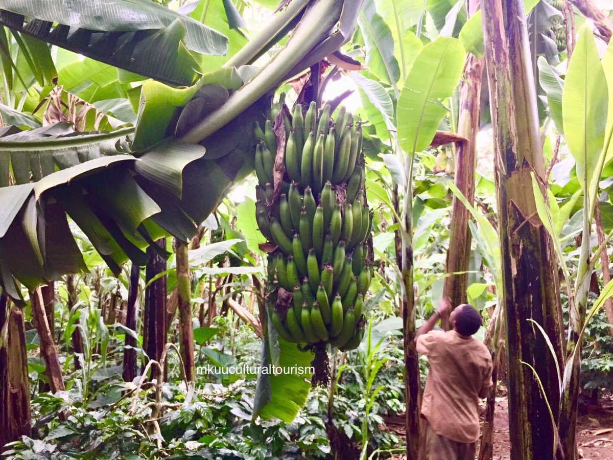 MkuuTourism's tweet photo. Banana cooking lesson.
With the help from our local Mama Chef, You will visit banana farm and harvest, pealing and learn step by step how to cook banana  like locals in a African kitchen.

Book tour here,

📧mkuuculturaltours@gmaill.com

🌐https://t.co/IwJ46Q9sf6 https://t.co/OdNERN8iPM