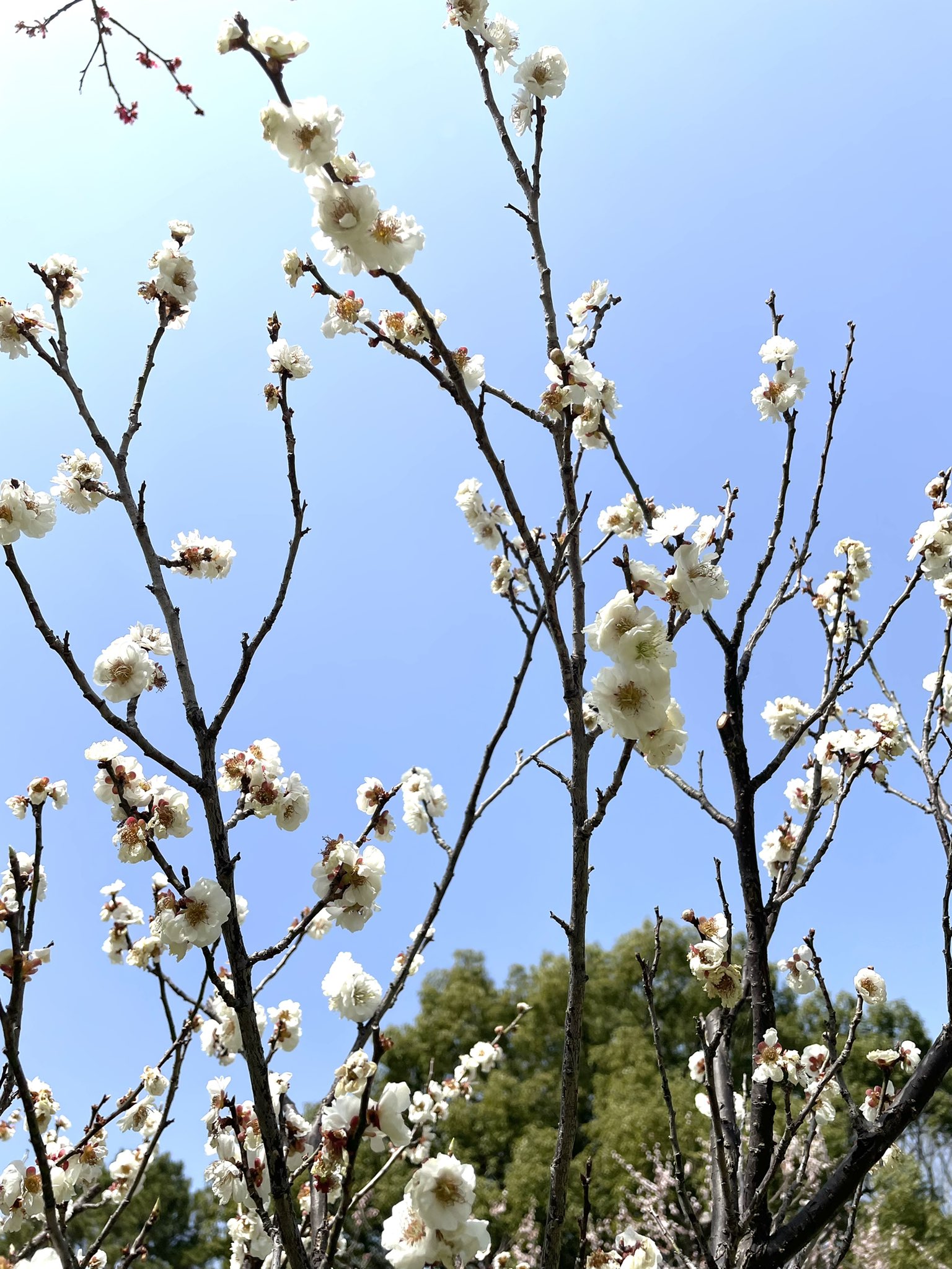 東海市観光協会 公式 22 03 17大池公園の梅林 梅の花はまだまだ満開で見頃ですよ 写真を撮る姿もありました 公園を歩くと暑いくらい暖かいです 東海市 東海市観光協会 ユウナルステーション 開花状況 T Co E0yt4lwxqz Twitter 東海市観光協会 公式 22 03 17大池公園の梅林 梅の花はまだまだ満開で見頃ですよ 写真を撮る姿もありました 公園を歩くと暑いくらい暖かいです 東海市 東海市観光協会 ユウナルステーション 開花状況 T Co E0yt4lwxqz Twitter