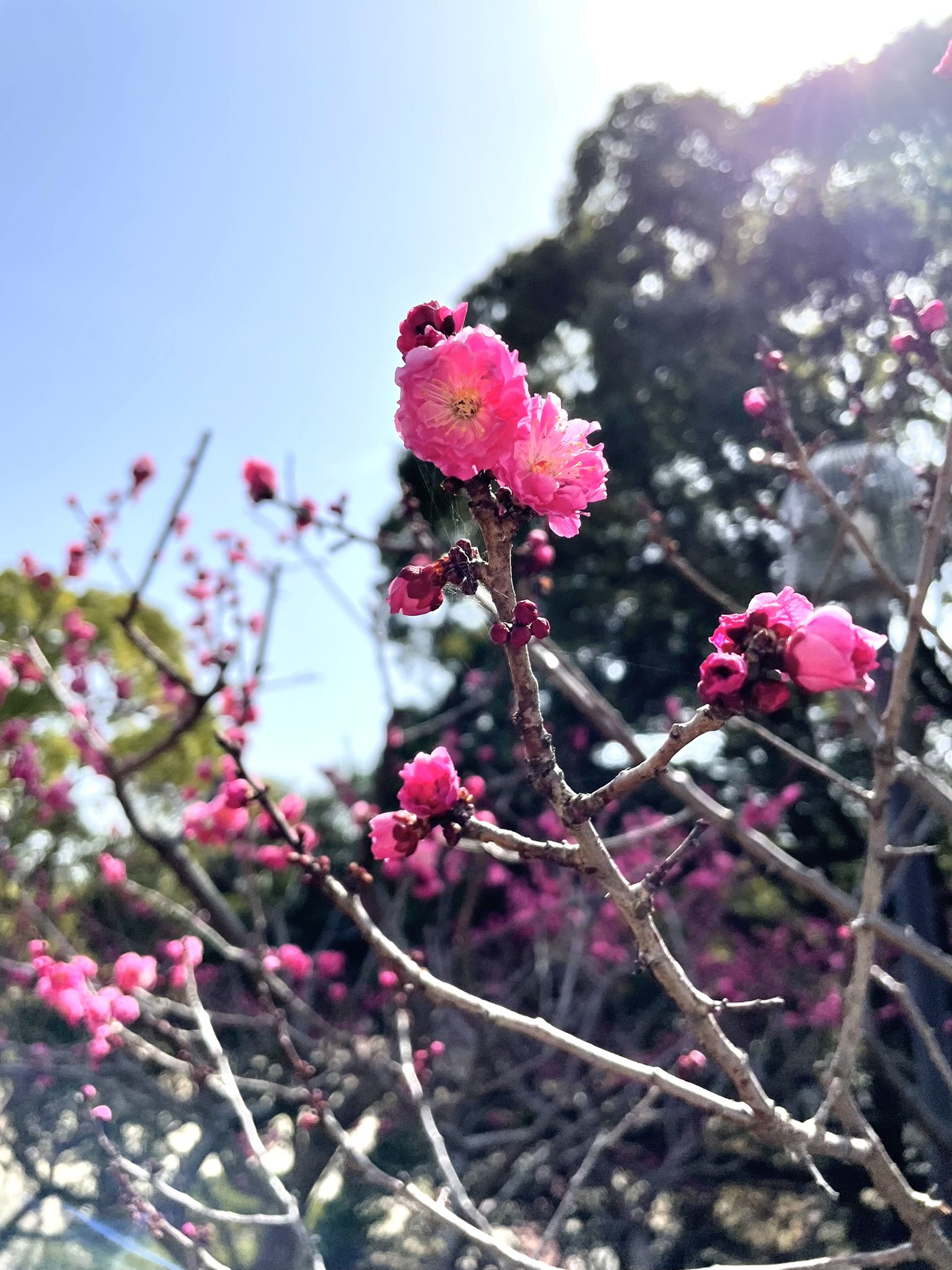 東海市観光協会 公式 22 03 17大池公園の梅林 梅の花はまだまだ満開で見頃ですよ 写真を撮る姿もありました 公園を歩くと暑いくらい暖かいです 東海市 東海市観光協会 ユウナルステーション 開花状況 T Co E0yt4lwxqz Twitter