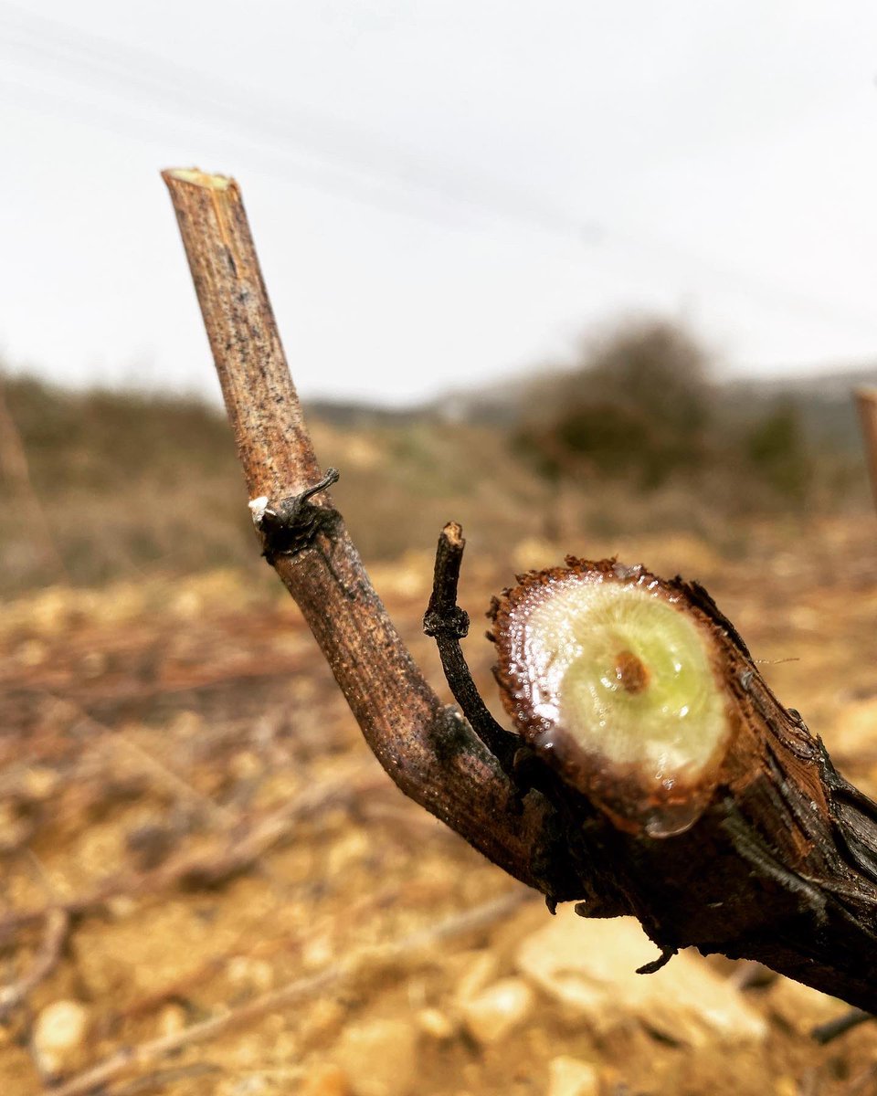 El lloro de la vid 

•Últimos días de poda y el campo sigue su curso despertando del letargo del invierno ….. 

#therealrioja #labastida #toloño #riojaalavesa #poda #campo #lavid #cubanegra #lasecreta #entrepeñas #winelover #wine