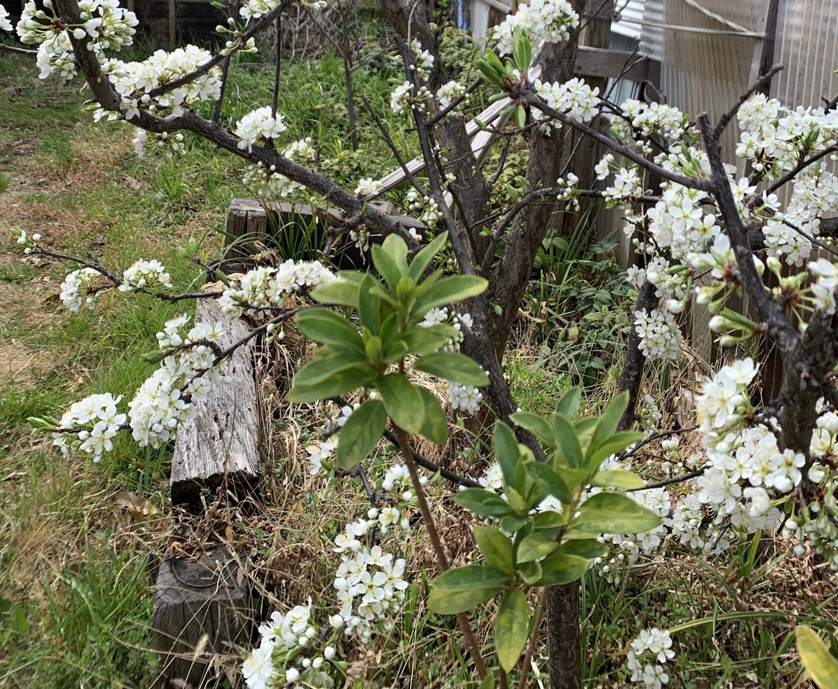 Senseki1029's tweet photo. 山小屋の🏕
プルーンが満開です。
春ですね〜🏕
今年は何個🍒🥭
食べれるかな😄😄 https://t.co/2FaCLENtE8