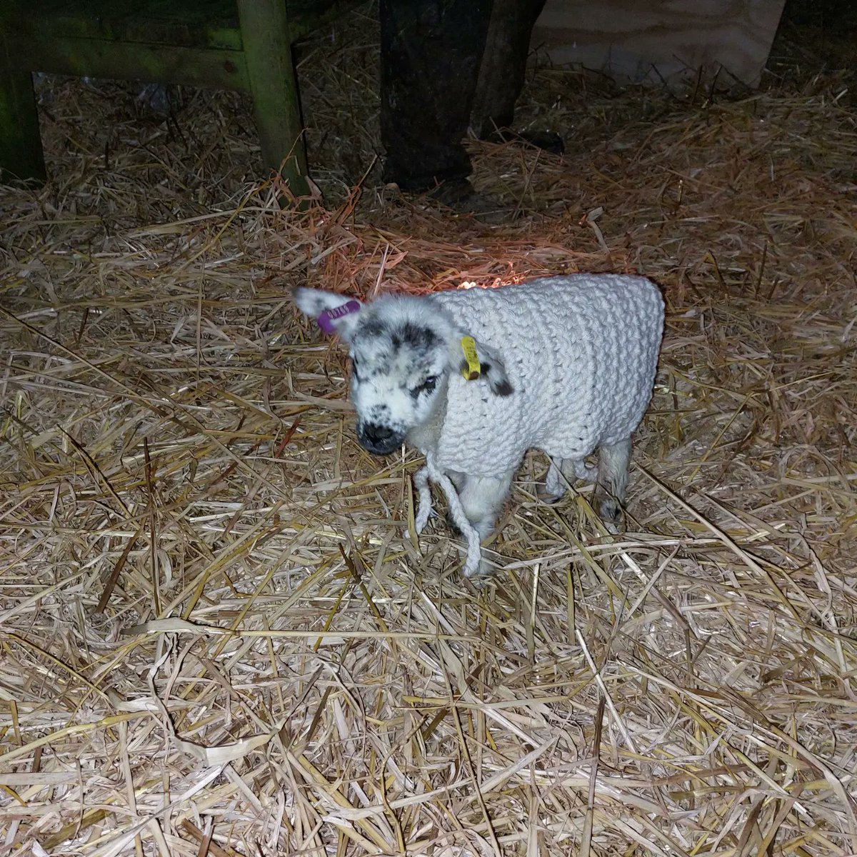 How cute does my little Dotty look?
She's going to be the envy of the sheep world!
(Hubby <a href="/lochmeylerdairy/">MatthewEvans</a> thinks I have lost the plot!)
#lamb #spring #crochet #fashion