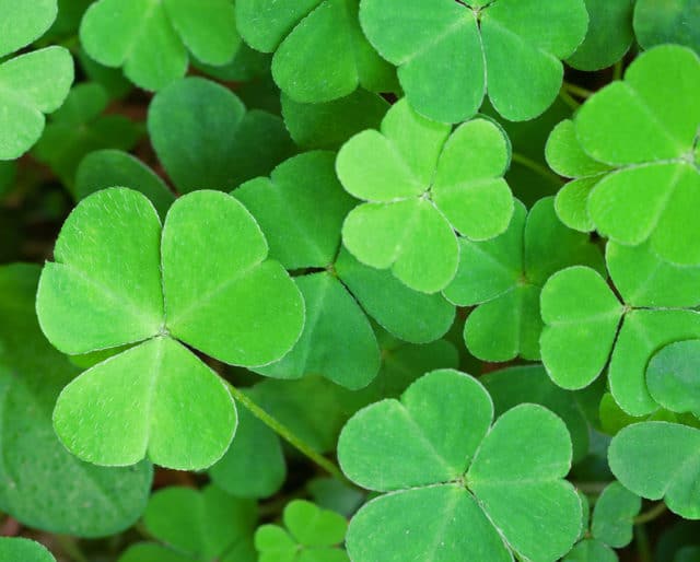 Green Audio tweet media