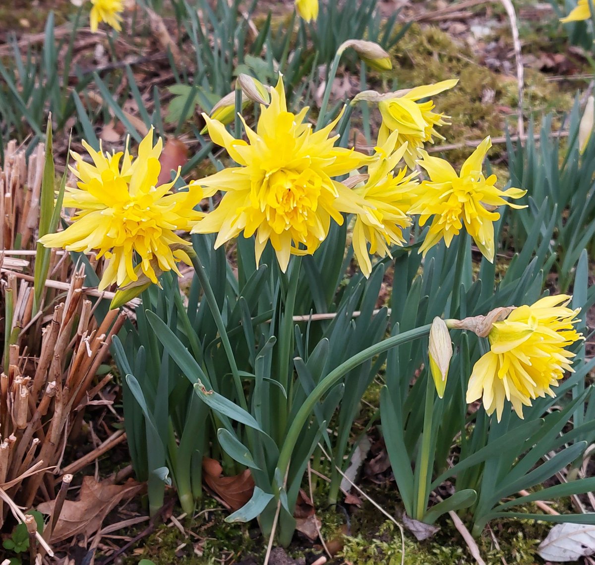 PlantPref's tweet photo. Narcissus 'Rip van Winkle' looking splendid in our display garden. Short enough to survive the gales!
#daffodils #doubledaffodil #narcissus #narcissusripvanwinkle #earlyspringflowers #marchflowers #yellowflowers https://t.co/O3DbyJhkOd