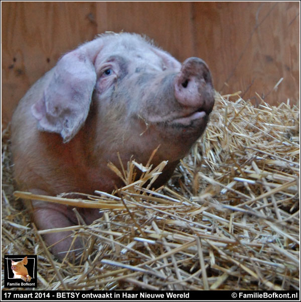 FamilieBofkont's tweet photo. MASTERPLAN VOOR MOEDERVARKENS
'Muk werd al snel berig en als je wil weten hoe dat klonk, moet je hier even luisteren.'
VERDER
https://t.co/atxjJrErQc
#fokzeug #moedervarkens #berig #vleesindustrie #vrijheid https://t.co/RWTuGd9YoZ