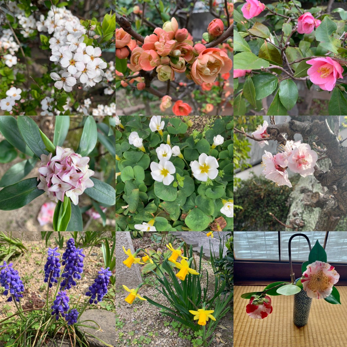 jerrym157's tweet photo. my mom's garden 🌸 https://t.co/MAWjs8pnnX