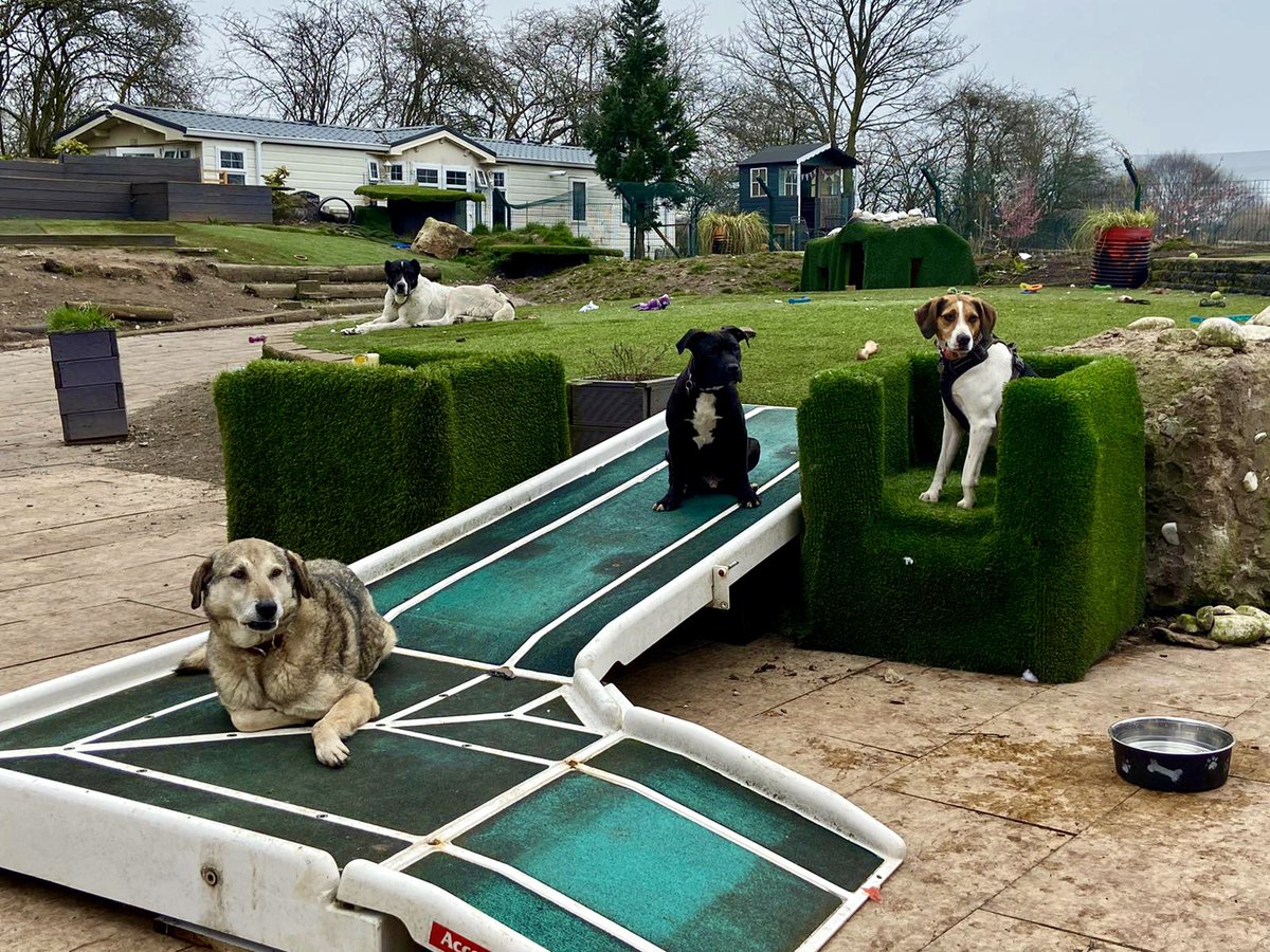 Dogs4Rescue's tweet photo. Our wonderful supporter very kindly donated this amazing wheelchair access ramp for our disabled doggies after losing her beloved Grandad. It was such a thoughtful gesture at a time of great sadness and we hope seeing it being used here every day might bring a little comfort 💜 https://t.co/n9FiEul5Sf