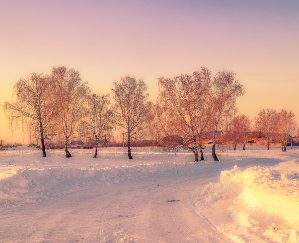 Krasoti_Rossii's tweet image. На рассвете.. березки