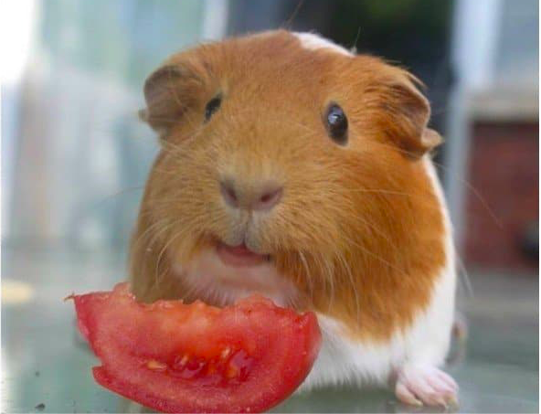 мрспккая свинка ест бана. морские свинки. морским свинкам есть сливы. хомячок ест банан. морская свинка кушает.