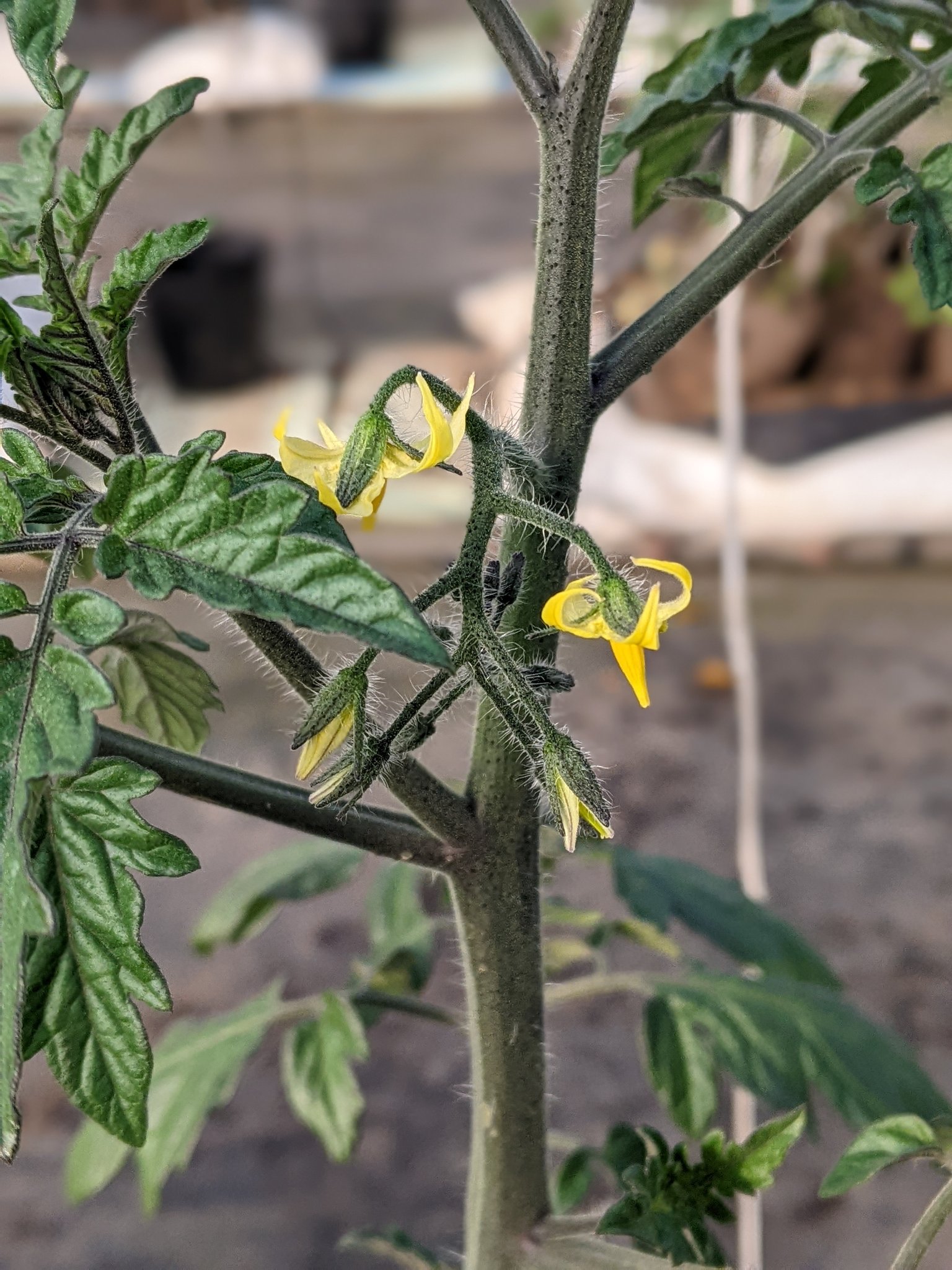 ぼくめし トマトの花が咲き始めました 僕のトマトハウスに トマト花が咲きはじめました 収穫までまだ時間がかかりますが 育ててる期間が楽しいんですよねぇ W とりあえずハウスに被害がなくて一安心でした ミニトマト 美味しい野菜 フルーツ
