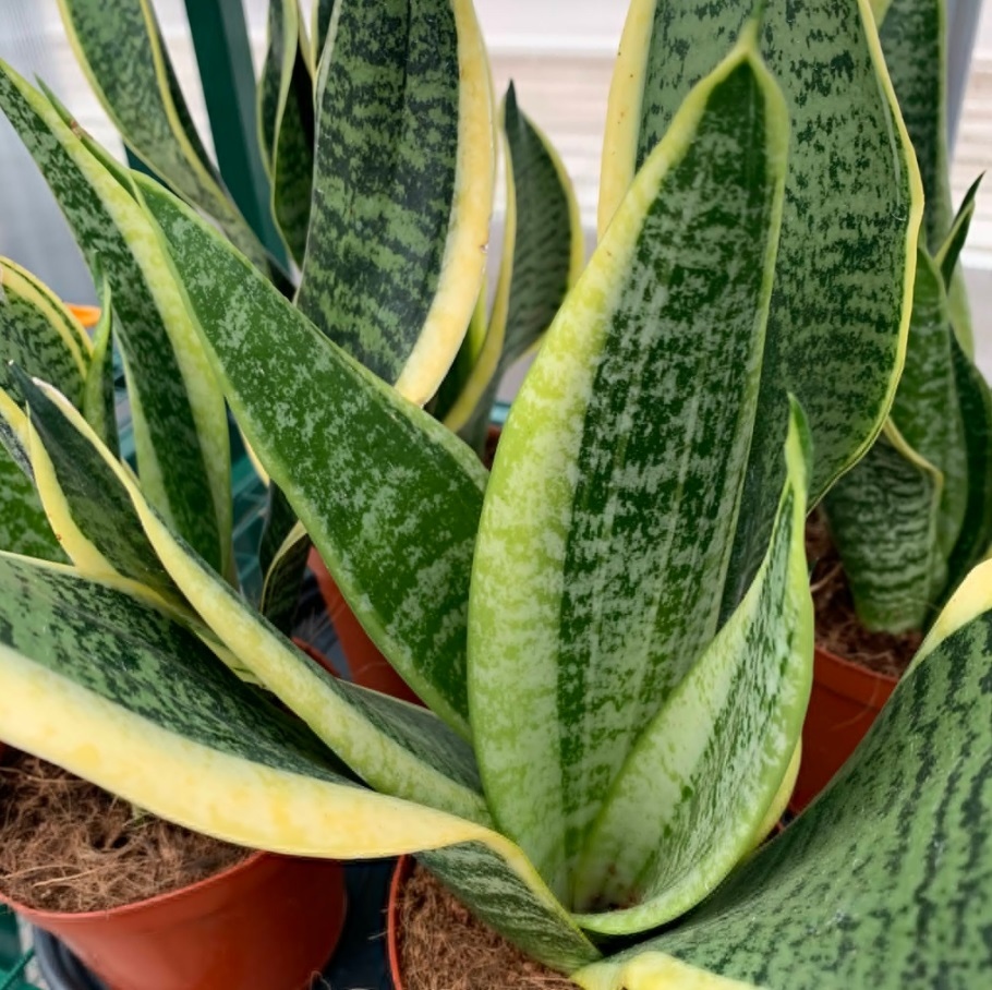 Snake plants are some of the most popular houseplants today. This is due in part to their almost indestructible nature and adaptability, you'll be really challenged to kill this one 💪

#crazyplantlady #homeinspo #plantcaretips #bristolindies