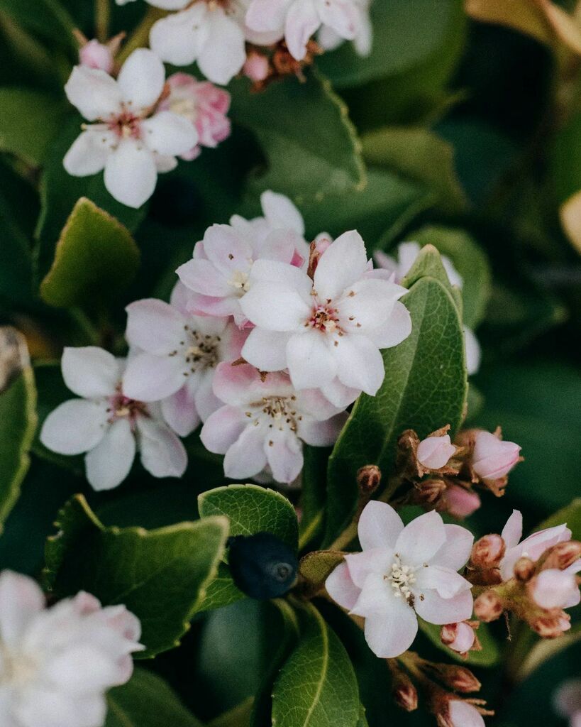 SimpleChapters_'s tweet photo. "You often feel tired, not because you've done too much, but because you've done too little of what sparks a light in you." — from the book Nothing You Don't Already Know by Alexander Den Heijer 🌿⁣
⁣
I came across this quote yesterday and certainly h… https://t.co/LBIfh7PGti https://t.co/DmMRrvDARR