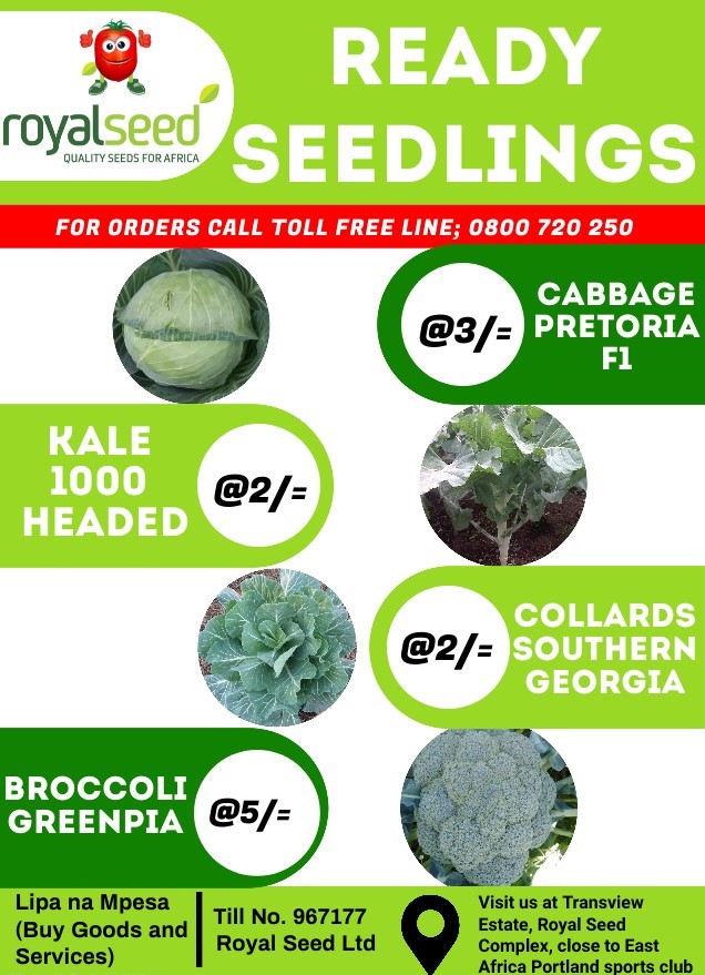 RoyalSeedKE's tweet photo. This #MARVELOUSMARCH Get Quality Ready #Seedlings๐ฑ ๐ฑ at affordable prices!
Place your order now! Let us deliver๐ฏ
#Seedlings #Seedlingstray & #Knapsacksprayer
Reach us to place your Order
Toll-Free Line: 0800 720 250 ( free of charge)
WhatsApp No: 0780 884 087 https://t.co/cWKh3zsq01