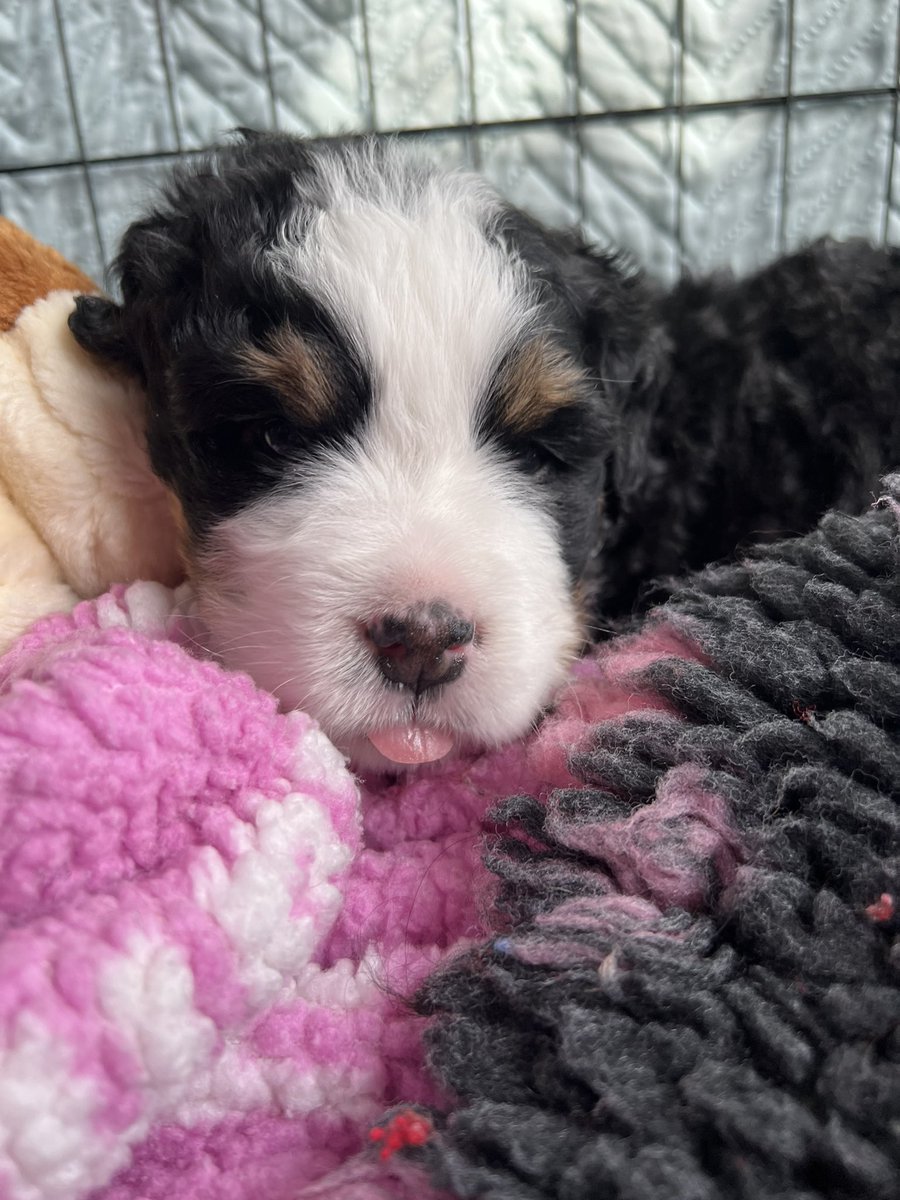 pasturegreen_'s tweet photo. Is that your tongue I can see? #tougueout #bernesemountaindog #puppies #bernesepuppy #bernesebreeder #bernesemountaindogpuppy #cute #cutenessOVERLOAD https://t.co/SWplXfSowt