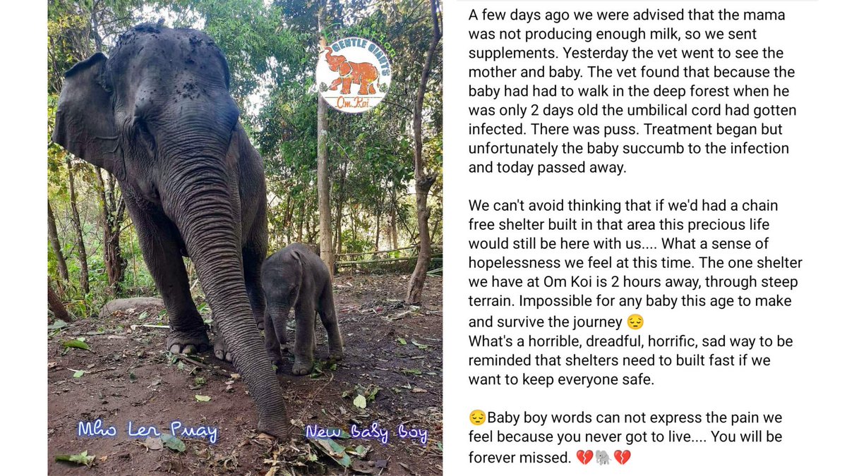 GentleNon's tweet photo. 💔With terrible sadness, we have to share that our new baby boy born on February 12, 2022 has passed. Please help us surround his loving mama Mho Ler Puay with the most loving light in this very difficult time as she mourns the death of her baby. Mho Ler Puay's first &amp; only child https://t.co/82LJ2jYiNf