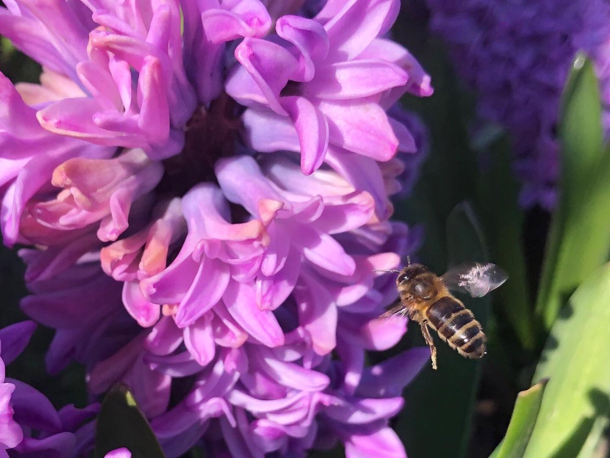 Happy St. Patrick’s Day agus beannachtaí na féile daoibh! Check our amazing #hiacynth bulbs that we planted months ago that we got from @PeterDowdall. They bring extra cheer to our school, & their scent is DIVINE! This #honeybee was also checking them out as we took this photo.