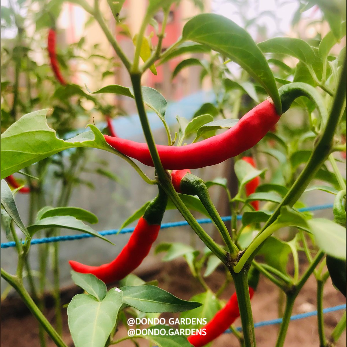 dondo_gardens's tweet photo. It is important to select the right crops to grow in your #Homegarden. Grow to suit your #taste #recipes #lovefornature.  Choose your #harvest from the start. https://t.co/UX8jcUfT8X