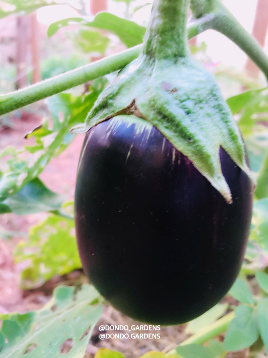 dondo_gardens's tweet photo. It is important to select the right crops to grow in your #Homegarden. Grow to suit your #taste #recipes #lovefornature.  Choose your #harvest from the start. https://t.co/UX8jcUfT8X