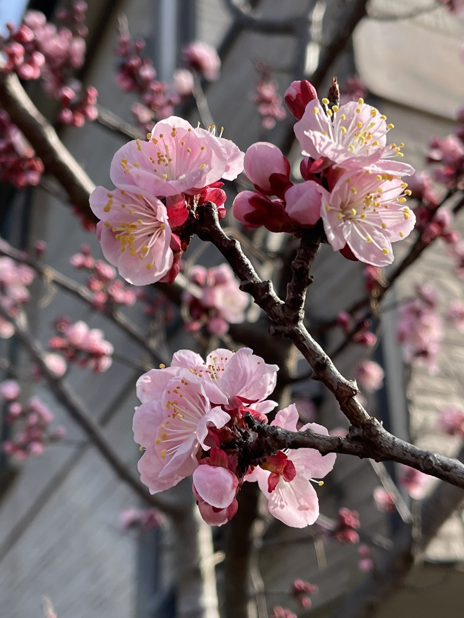 アリンコ アンズ 杏子 の花が綺麗でした 昨年美味しそうな実がたくさん実ってました 花言葉は 乙女のはにかみ 臆病な愛 今朝の花散歩 T Co cknfdtdk Twitter