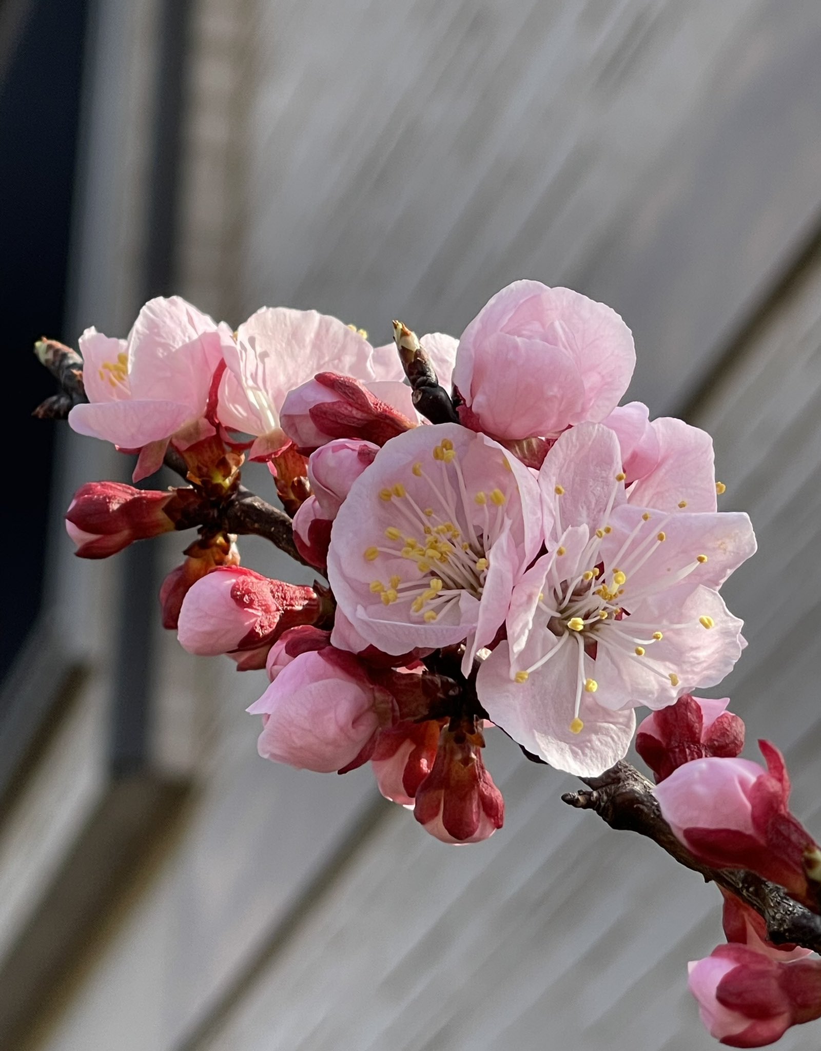アリンコ アンズ 杏子 の花が綺麗でした 昨年美味しそうな実がたくさん実ってました 花言葉は 乙女のはにかみ 臆病な愛 今朝の花散歩 T Co cknfdtdk Twitter