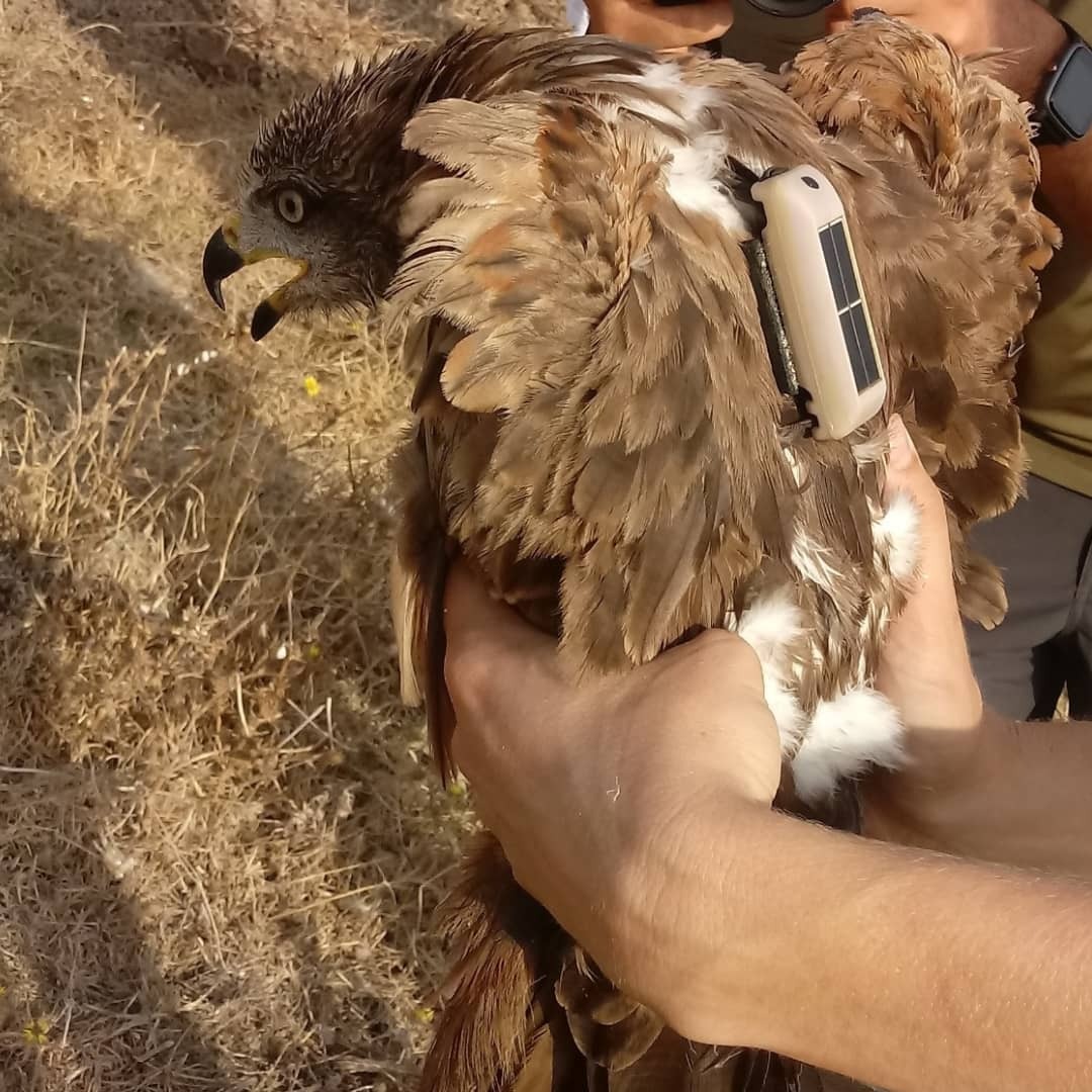 FundacionMigres's tweet photo. El milano negro 3179 ha comenzado su viaje hacia el norte y hoy ha alcanzado el “Ojo del Sahara”.
El milano negro 3179 fue marcado en agosto de 2021 en el estrecho de Gibraltar con un emisor GPS cedido por Interrex España. @interrexespana
#fundacionmigres #migresfundation #migres https://t.co/YhNBX237P4