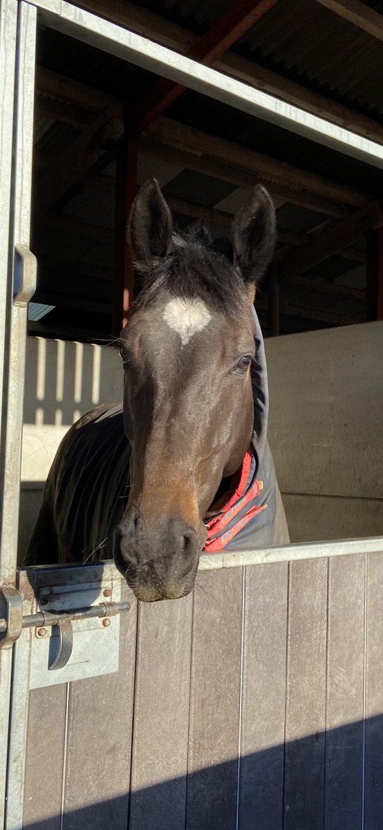BewleyRacing's tweet photo. We’re racing @HexhamRaces today with Follow Your Arrow @Dillanhurst_ and Mah Mate Bob @Bewley_Jonny Good Luck to all connections 🤞🏻#lovethejumps #homesafe https://t.co/8QZ9DfN3o5