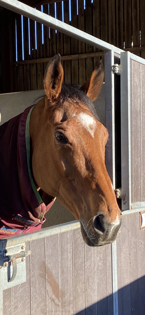 BewleyRacing's tweet photo. We’re racing @HexhamRaces today with Follow Your Arrow @Dillanhurst_ and Mah Mate Bob @Bewley_Jonny Good Luck to all connections 🤞🏻#lovethejumps #homesafe https://t.co/8QZ9DfN3o5