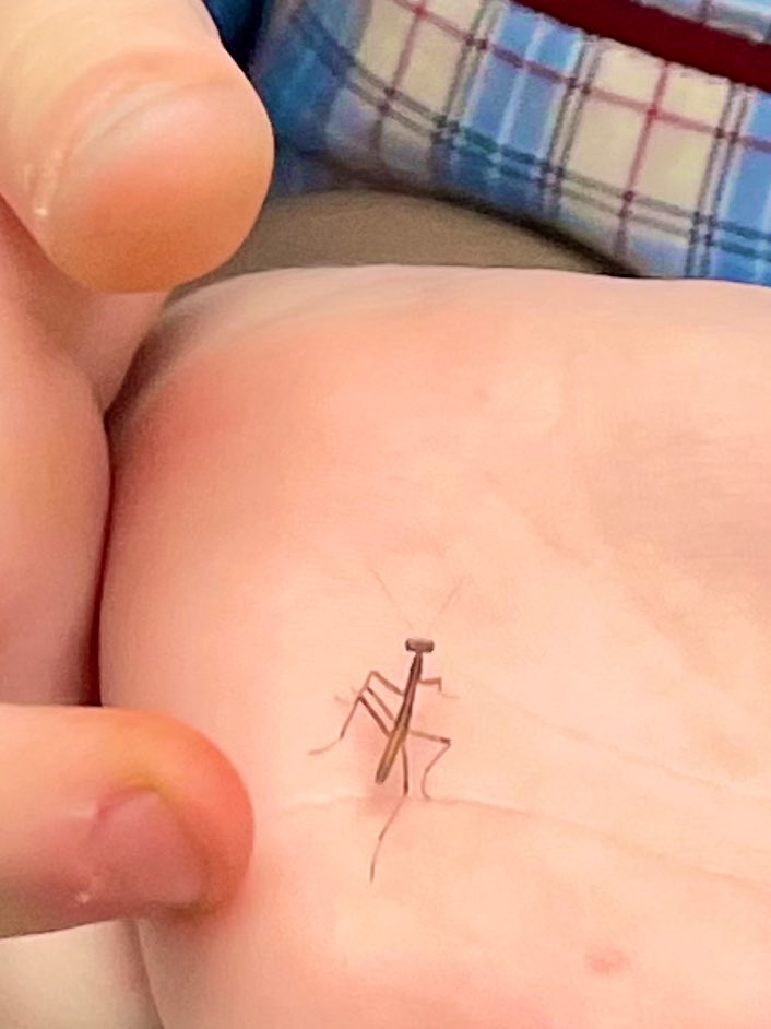 DryRiverbedGirl's tweet photo. Hundreds of tiny baby praying mantises hatched from their egg mass today! Adorable 😍
#kidsandbugs
#backyardbugs
#mantidae
#entomology https://t.co/HOWkxxfmXk