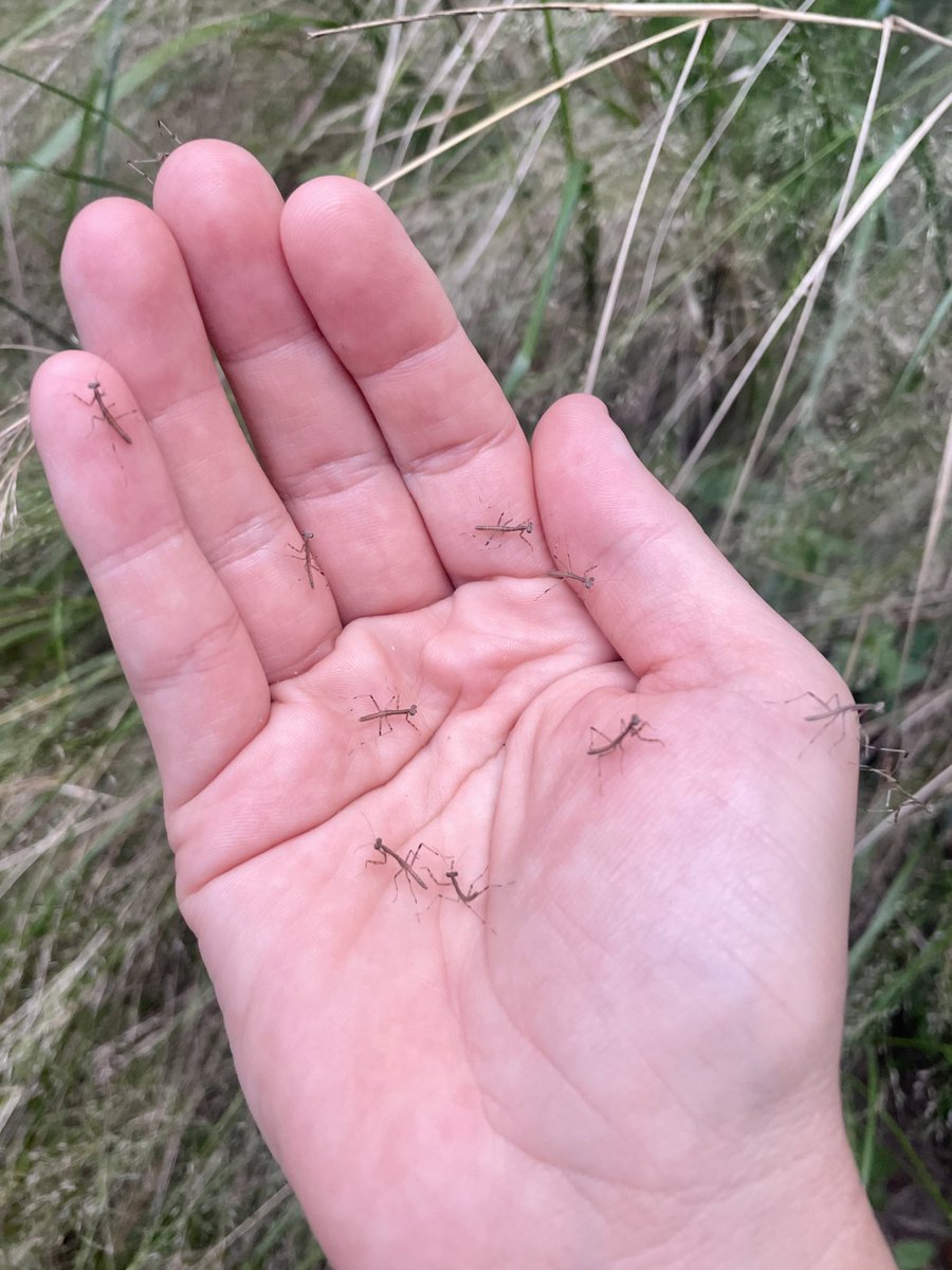 DryRiverbedGirl's tweet photo. Hundreds of tiny baby praying mantises hatched from their egg mass today! Adorable 😍
#kidsandbugs
#backyardbugs
#mantidae
#entomology https://t.co/HOWkxxfmXk