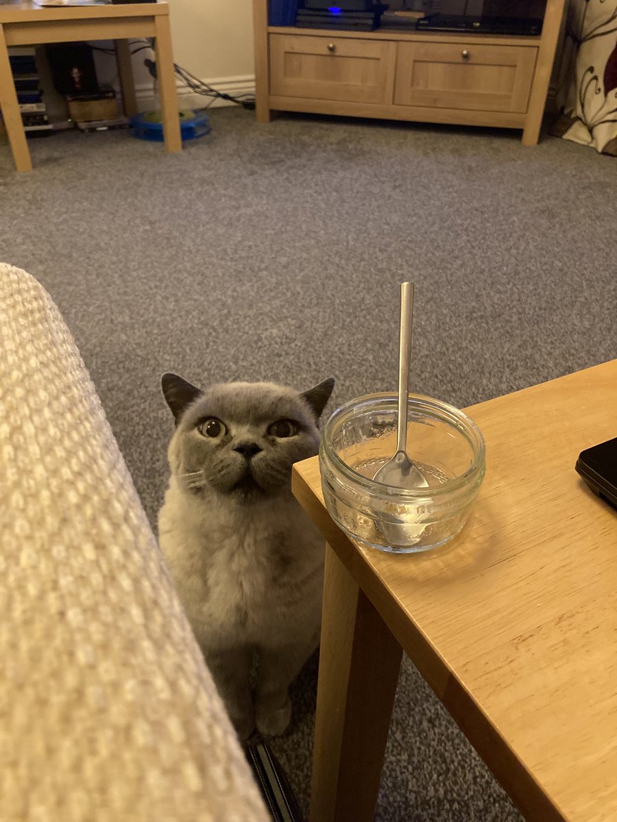 CCClaireCooper's tweet photo. Aloysius. March 2010-March 2022. Famously ambivalent about most things. Except food. https://t.co/f2GJNTgyOz
