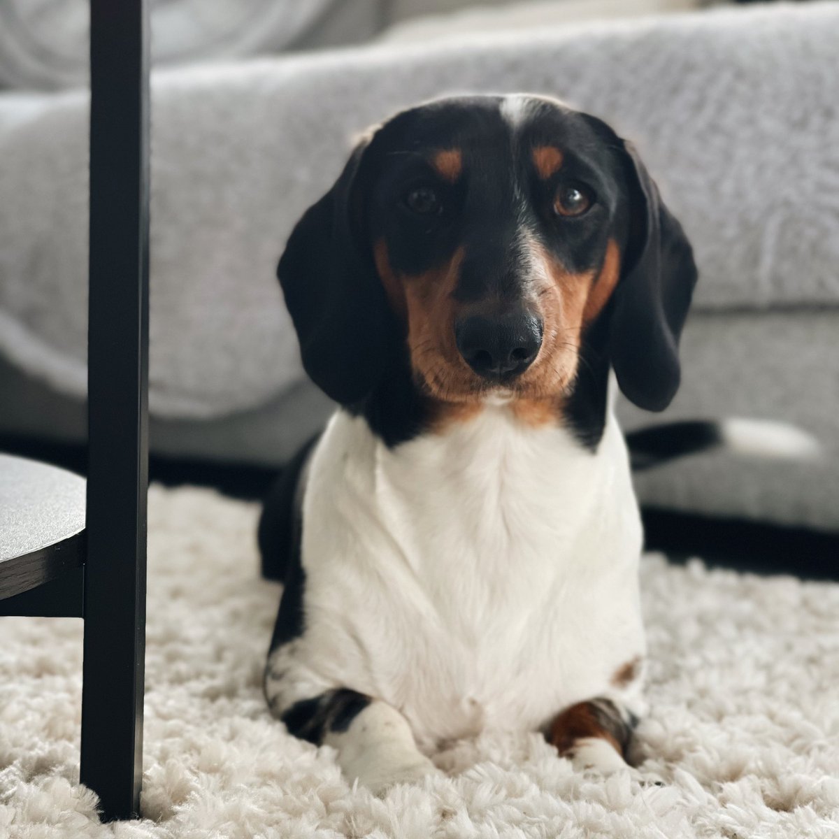 never loved something so much in my life even if ur barking does drive me bat shit crazy xxxx