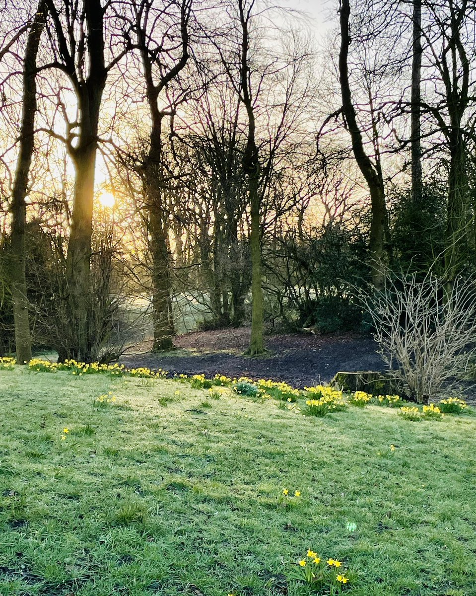 stefmaudsley's tweet photo. spring mornings are the best. Sharing this from my morning walk to brighten up the horror on my 🐦feed. Jeremy beagle says ... "take time to smell the daffodils "💐#SpringIsComing #takenotice #sharethegoodstuff https://t.co/cTblB5EzB6