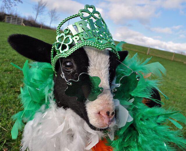 ZwartblesIE tweet picture