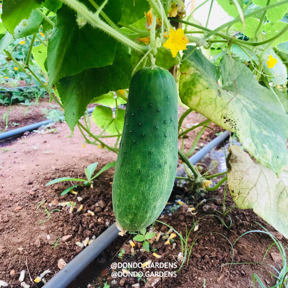 dondo_gardens's tweet photo. It is important to select the right crops to grow in your #Homegarden. Grow to suit your #taste #recipes #lovefornature.  Choose your #harvest from the start. https://t.co/UX8jcUfT8X