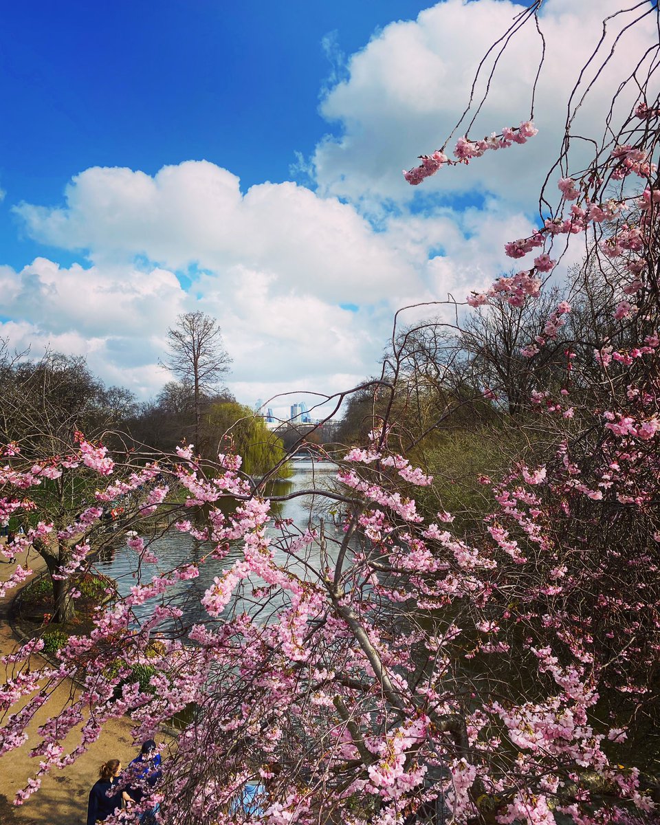 What a beautiful sight that’s spells spring in so many ways, a glimpse through the cherry blossoms into my favourite park #stjamespark ☀️☀️