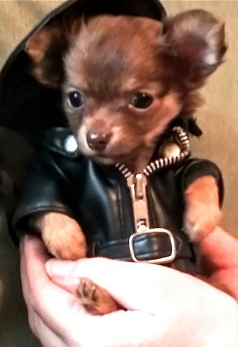 laylalasvegas's tweet photo. #ThrowbackThursday of the pack when they were tiny puppers ❤ Izzy, #Kobe. Layla, and Hannibal.
#thursdayvibes #Puppies
#dogs #dogsoftwitter #chihuahua #chisquad #love #chiwawamama https://t.co/9k0whhmfcB
