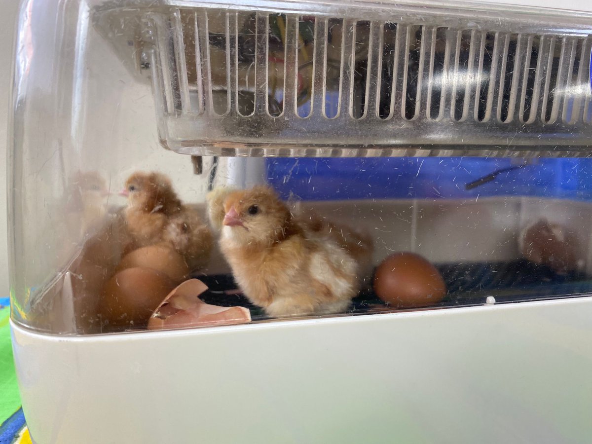 Mrs Karkoszka tweet media