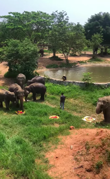 UniversalExpand's tweet image. The sale of one of my elephant #nfts will buy half a truckload of pineapples. They bloody love pineapples as well as watermelon and pumpkin. We make cakes for them :) 
#nft #nftcommunity #nftfam #elephants
