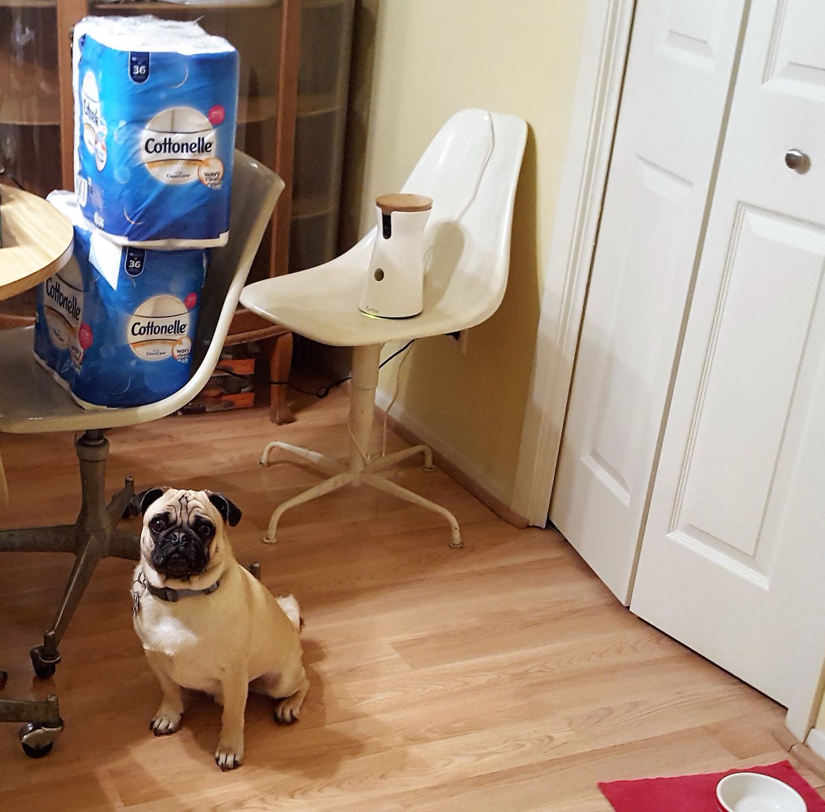 LiamWonderPug's tweet photo. Now do you understand my love for @cottonelle and @VIVATowels? The Koch Brothers don't make them!
#smart #pug #dogs #truebornresister #itsinmygenes https://t.co/mbntFlaYCY