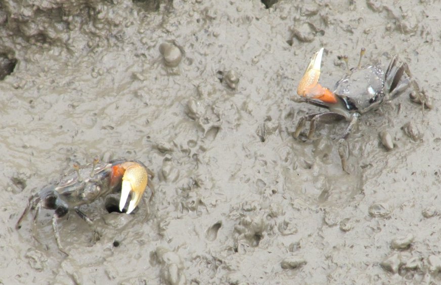 M_ecohydro's tweet photo. 📢Our new paper "The effect of crab burrows on soil-water dynamics in mangroves" 🦀🌊🦀🌊is now online🔽 in @HydroProcesses . Based on > 1400 soil water-content measurements. Huge thanks to my co-authors @peatbloke @Huyen01300527 @baird_andy 

https://t.co/9GvOgqvpl9 https://t.co/QBT6bCngHY