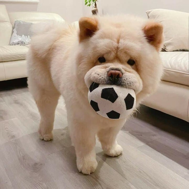 DogNeedsBest's tweet photo. My dog thinks she's always on vacation.
#dogs #dogsofinstagram #doglover #chowchow #cutedogs #instadog #instapet #DogNeedsBest https://t.co/os0frsjHXH