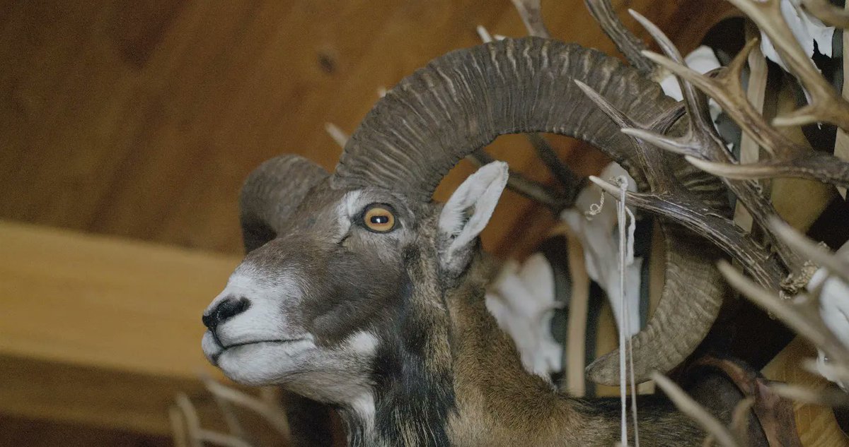 MEŽA STĀSTI. Šovakar, 19:30 LTV1

Mārtiņš Putniņš. Viņš ir jurists, bet tiklīdz papīrus noliek malā, viņš dodas meža dzīvnieku pasaulē. Mednieks. Šoreiz stāsts nebūs par nāvi, bet gan par dzīvnieka pienācīgu godāšanu pēc viņa aiziešanas.