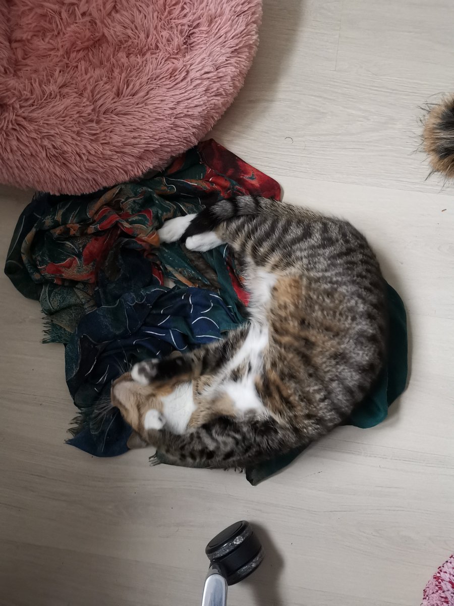 Kikinomini's tweet photo. Wer braucht schon ein Kissen, wenn  man den schal von frauchen klauen kann? https://t.co/445YvxDhzp
