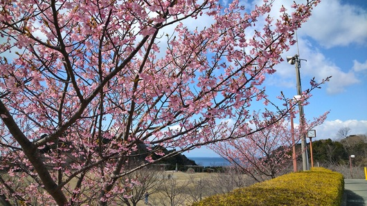 常滑市 公式 桜が見頃を迎えています こんにちは 農業水産課です 常滑市南部にある小脇公園内の桜が とても綺麗に咲いています 天気が良ければ 伊勢湾とセントレアの風景も一緒に楽しめます ぜひ お立ち寄りください T Co