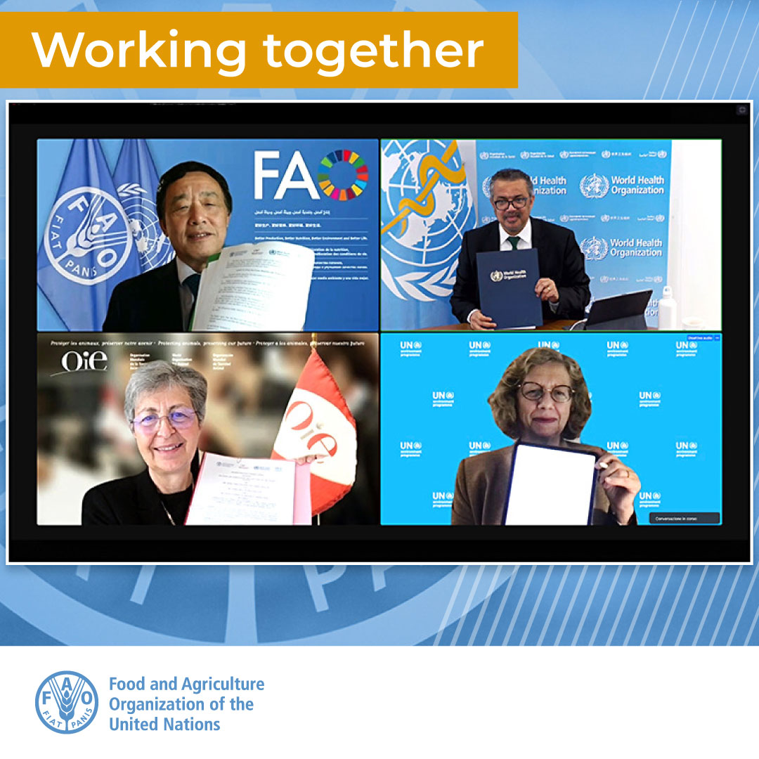 FAO Livestock (@faolivestock) on Twitter photo Today is a historical moment where Tripartite becomes the Quadripartite! The #OneHealth Tripartite Secretariat is proud to welcome <a href="/UNEP/">UN Environment Programme</a> to this powerful alliance.
We have made notable progress together and will continue even stronger in the years to come! Today is a historical moment where Tripartite becomes the Quadripartite! The #OneHealth Tripartite Secretariat is proud to welcome <a href="/UNEP/">UN Environment Programme</a> to this powerful alliance.
We have made notable progress together and will continue even stronger in the years to come!