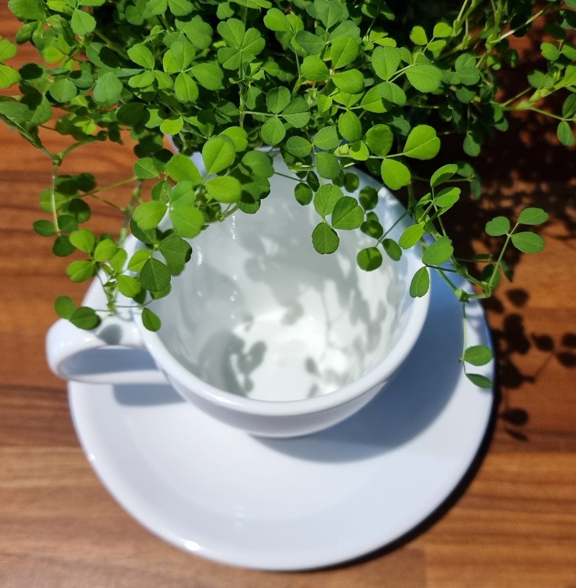 Happy Saint Patricks Day!! Have a great one! We are open in all Priory locations and are looking forward to welcoming you! Its a looooong weekend woohoo!! ☘️
#stpatricksday #longweekend #bankholiday